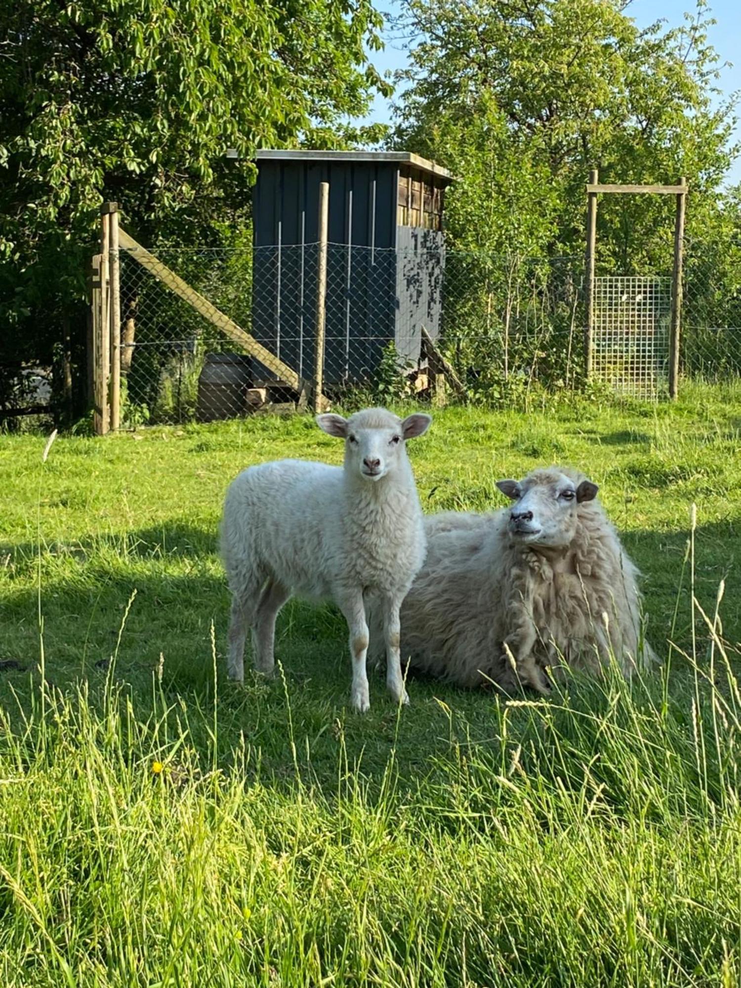 Landhof Lieg - Tierische Auszeit In Unseren Gemuetlichen Ferienwohnungen Bagian luar foto