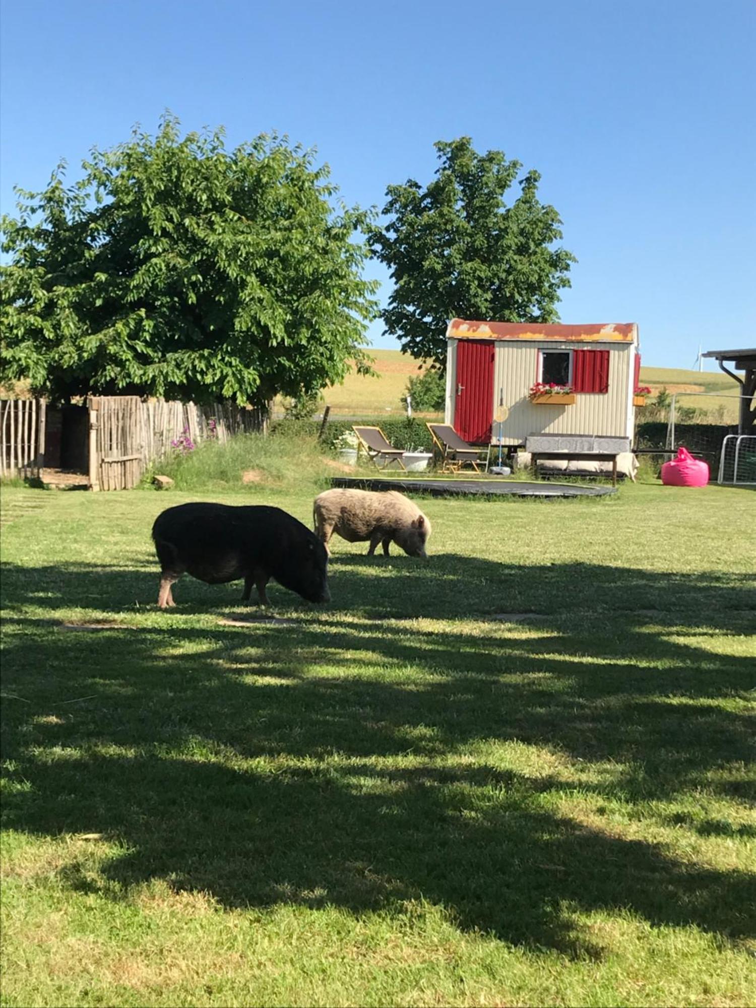 Landhof Lieg - Tierische Auszeit In Unseren Gemuetlichen Ferienwohnungen Bagian luar foto