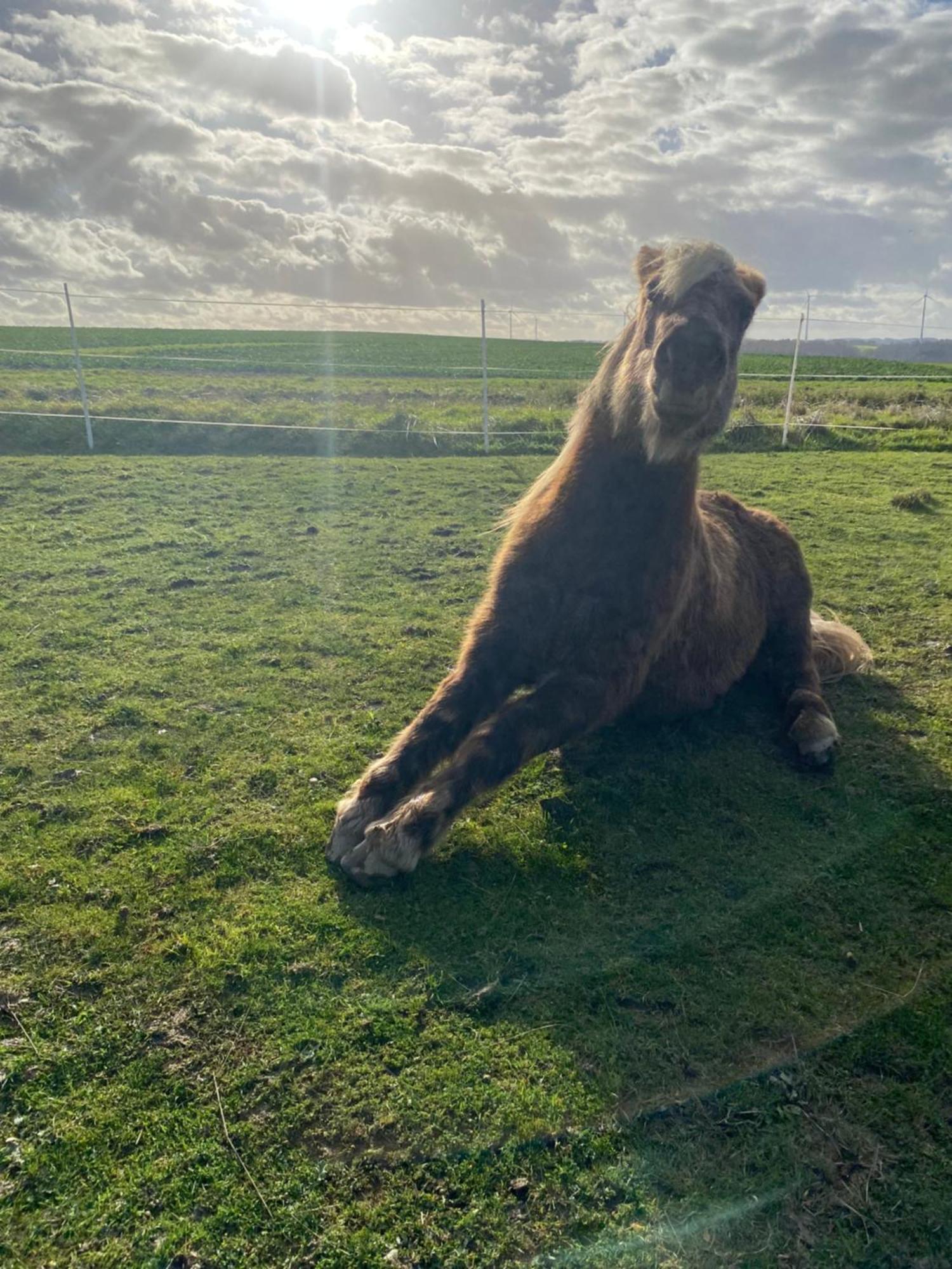 Landhof Lieg - Tierische Auszeit In Unseren Gemuetlichen Ferienwohnungen Bagian luar foto