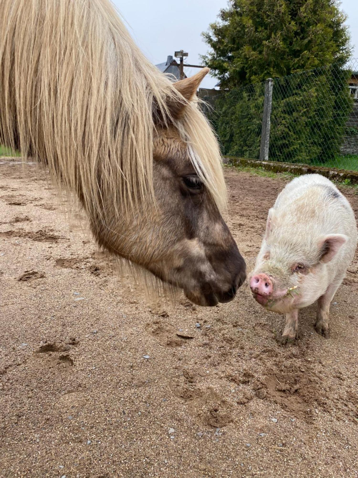 Landhof Lieg - Tierische Auszeit In Unseren Gemuetlichen Ferienwohnungen Bagian luar foto